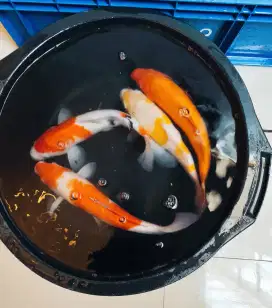 Jual Ikan Koi Bagus