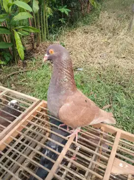 Burung dara tinggian