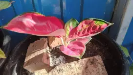 Jual tanaman aglonema merah