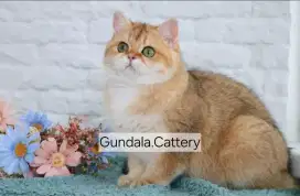 IMPORT British Shorthair