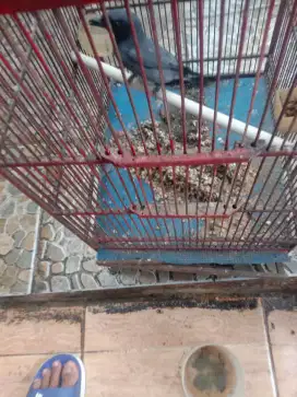 Jual burung kepodang sunggu