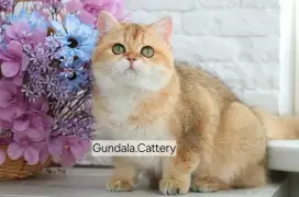 KUCING BRITISH SHORTHAIR IMPORT