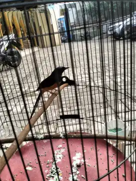 Murai Medan Joss