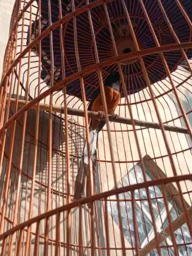 Burung murai ekor 20
