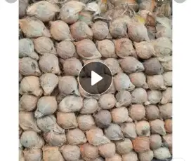 Kelapa tua utuh santan  asli dari Padang