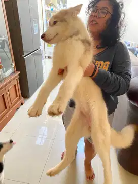 Anjing Husky Malamute Big Bone
