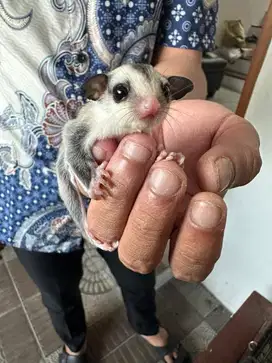 SUGAR GLIDER CG MOZA X HET PLATINUM