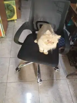 Kucing Jantan Peaknose murah