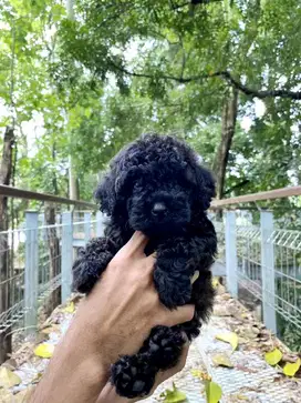 Anjing Poodle Pure