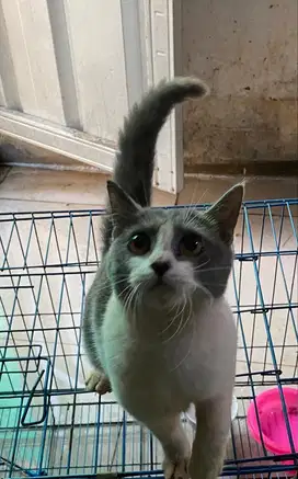 BSH Mix Betina Lucu