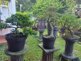 Bonsai tanaman hias
