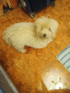 Poodle pawn STB