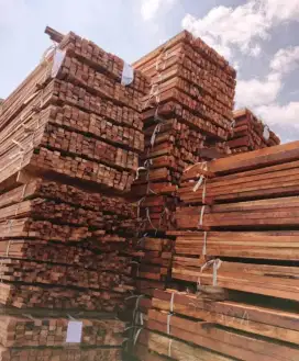 KAYU MERBAU dari Rimba Raya