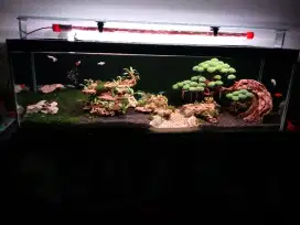 Aquascape dijual