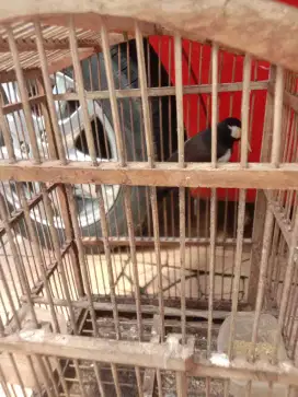 Jual cepat burung jalak suren