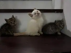 OPEN ADOPT PERSIA MEDIUM X Geneta