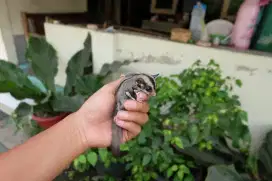 Sugar Glider Classic Grey Jantan