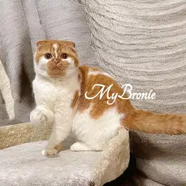 Kucing scottish fold betina 6 bulan cantik