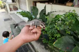 Sugar Glider Whiteface Betina