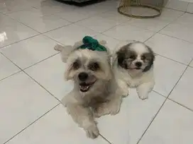 Puppy shih tzu mix pom umur 2 bln