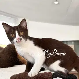 Kucing scottish straight coklat bicolor