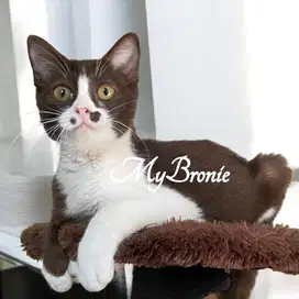Kucing scottish straight coklat bicolor