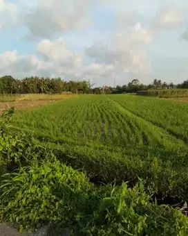 Tanah view hamparan sawah di jalan pantai kedungu