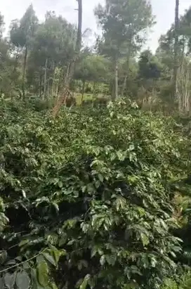 Over garap kebun kopi pangalengan kab bandung