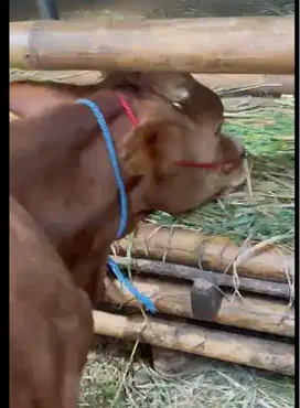 Sapi Cross Limousin Lokal