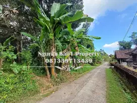 Murah Tanah Dijual Luas 29,31 Are di Pejeng Ubud