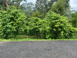 Kebun Durian Produktif Ngargoyoso Karanganyar