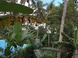 Tanah Plot Kecil View Sawah Singakerta Ubud Bali