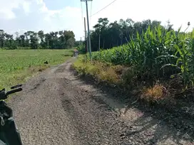 Tanah kebun 8500 meter di kotabumi selatan