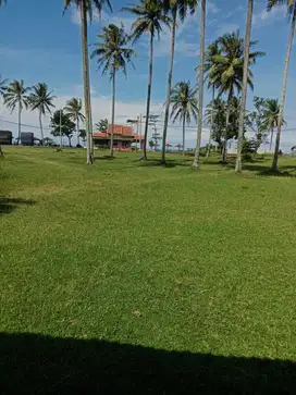 Tanah 900 meter dekat pantai mandiri krui pesisir barat
