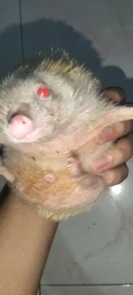 Landak mini dewasa albino