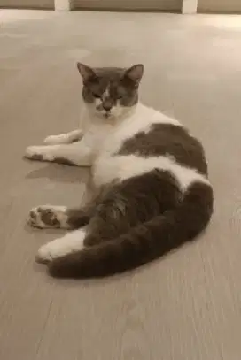 BSH Bicolor Blue Betina Gembul Lembut