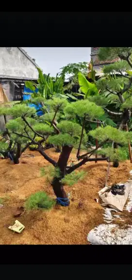 Jual pohon cemara udang  Pohon cemara bonsai