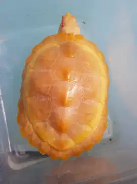 res albino resbino betina 14cm menyala abangkuuu