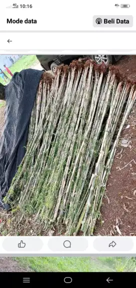 Jual bambu jepang pagar sudah berakar pohon bambu jepang