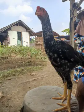 Ayam Shamo original