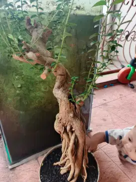 Bonsai sancang ekspose root