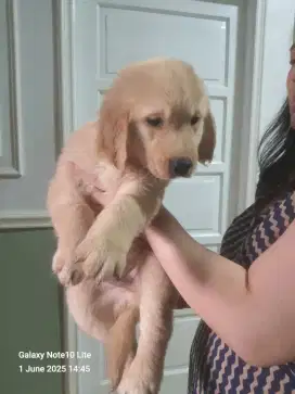 Jual Puppies Golden Retriever Big Bone Stamboom