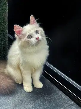 Kucing kitten ragdoll 4bln betina