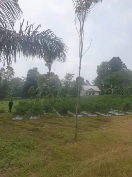 Dijual Tanah Lahan Perkebunan Luas di Wanayasa Purwakarta