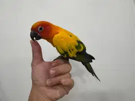 sun conure jinak high yellow