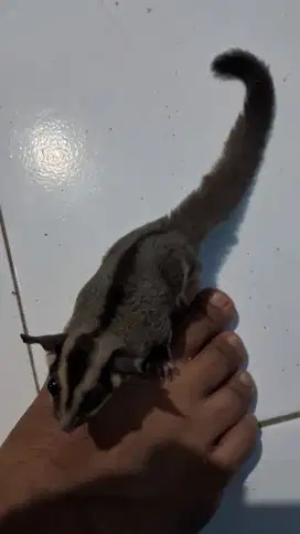 SG Sugar Glider joey jantan