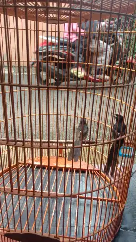 Murai batu medan sepasang produksi