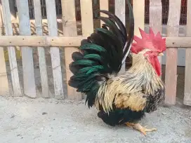 Jago Ayam Kate Warna Jalak