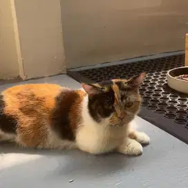 Bsh munchkin female calico