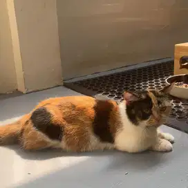Bsh munchkin female calico